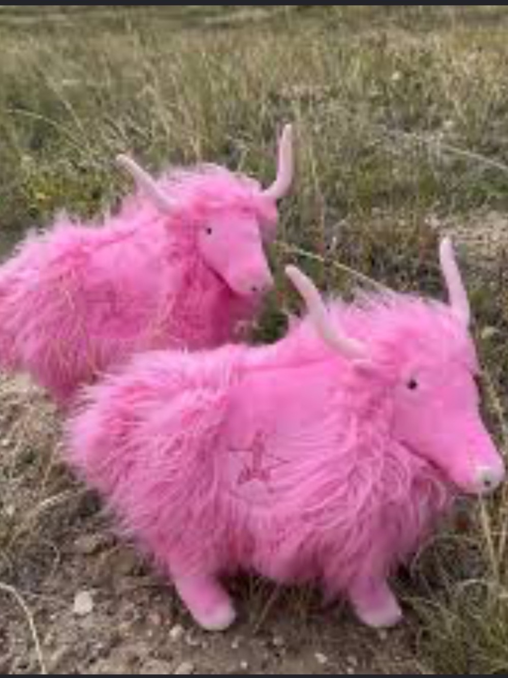 Rare Jeffree Star Cosmetics 16" Plush Pure Pink Yak Plush New - Picture 2 of 6